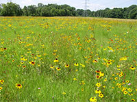 Wildflower meadow