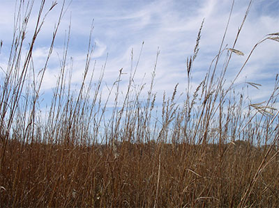 Warm season prairie grasses