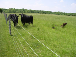 Livestock fencing