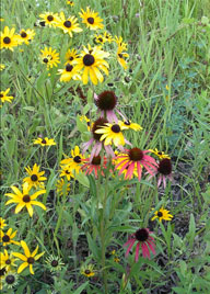 Rain garden photo